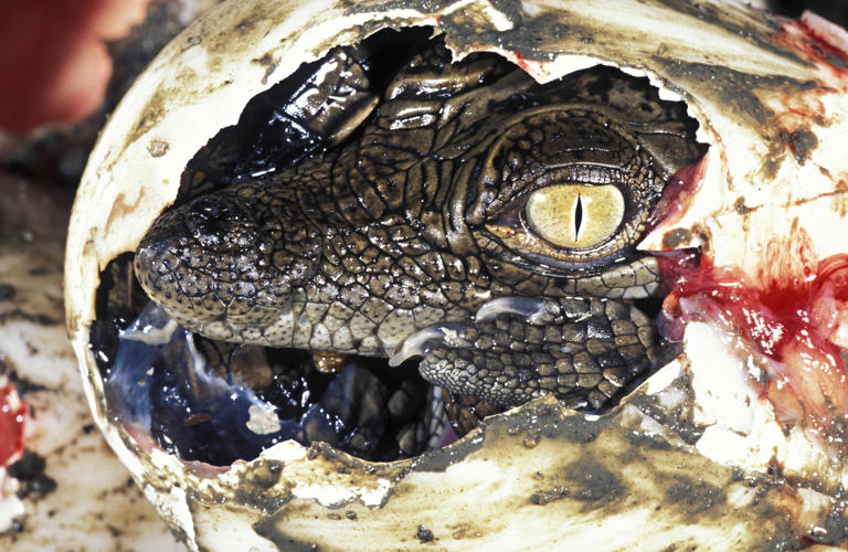 Em junho, foi registrado o nascimento virginal de uma crocodilo fêmea na Costa Rica © Getty Images