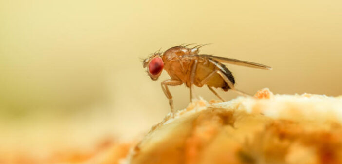 Normalmente, a reprodução da mosca Drosophila melanogaster é sexuada © Getty Images