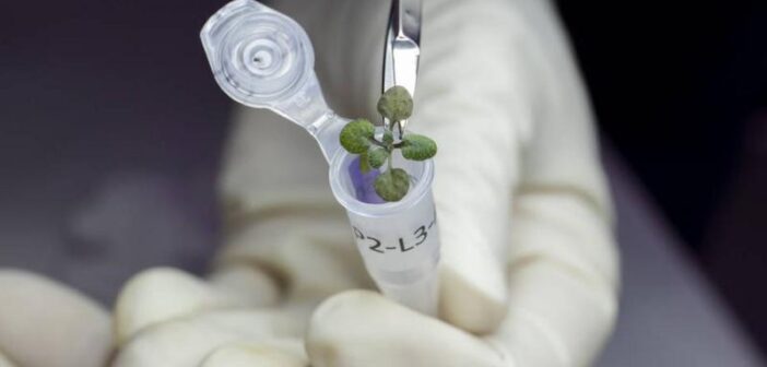 Amostras de planta cultivada em solo lunar. (Crédito da fotografia: Cortesia UF/IFAS/ TODOS OS DIREITOS RESERVADOS)