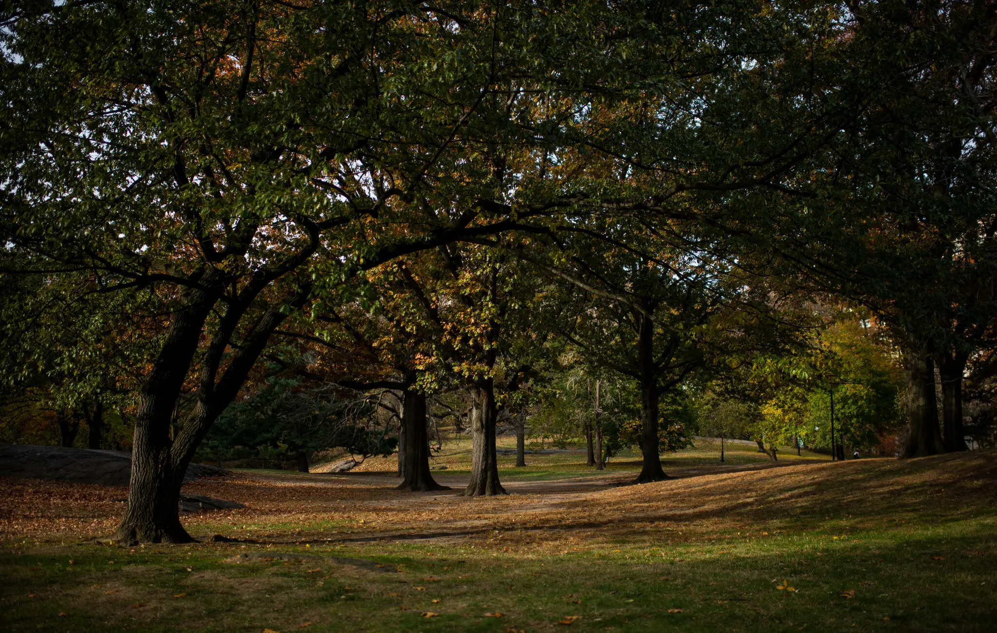 O local original de Seneca Village, uma comunidade majoritariamente negra de cerca de 300 pessoas que existia no que se tornaria parte do Central Park.Crédito...Joshua Bright para o The New York Times